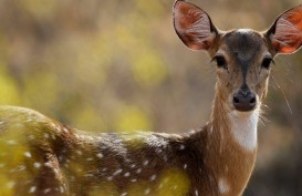 Bunuh Ratusan Rusa, Pemburu Gelap di AS Dihukum Menonton Film "Bambi"