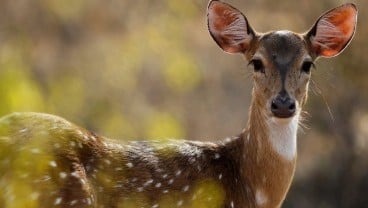 Bunuh Ratusan Rusa, Pemburu Gelap di AS Dihukum Menonton Film "Bambi"