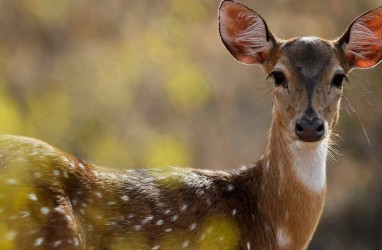 Bunuh Ratusan Rusa, Pemburu Gelap di AS Dihukum Menonton Film "Bambi"