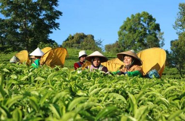 Indonesia, China, India Sepakati Kerja Sama Pengembangan Industri Teh