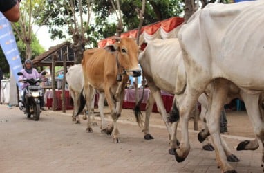 Situbondo Bakal Kawinkan Sapi Bali dengan Banteng Baluran