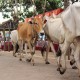 Situbondo Bakal Kawinkan Sapi Bali dengan Banteng Baluran