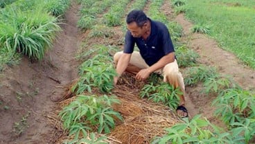 Riau Dorong Petani Sawit Tanam Singkong