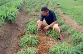 Riau Dorong Petani Sawit Tanam Singkong