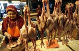 Pedagang di Nunukan Terpaksa Datangkan Daging Ayam dari Malaysia