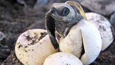 Tim Biologi UGM: Penyu Mati di Pantai Congot Bukan Karena Plastik