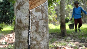 Brent Anjlok di Bawah US$50, Harga Karet Ditutup Melemah
