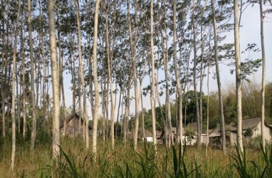 Dalam 8 Tahun, Sampoerna Kayoe Tanam 67 Juta Pohon Kemitraan