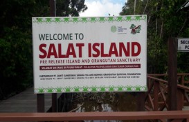 Jadi Persinggahan Orangutan, Pulau Salat Siap Dikembangkan Sebagai Kawasan Ekowisata