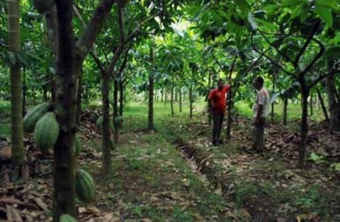 Anggaran untuk Kakao & Kelapa Dipangkas, Karet Ditambah