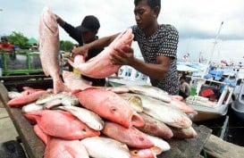 Akibat Cuaca Buruk, Harga Ikan Tenggiri Naik 83 Persen, Cumi-Cumi 129 Persen di Pangkalpinang