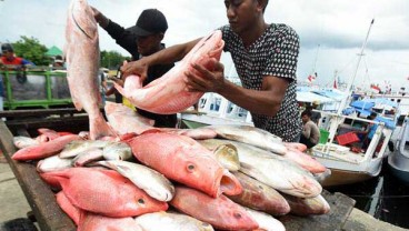 Akibat Cuaca Buruk, Harga Ikan Tenggiri Naik 83 Persen, Cumi-Cumi 129 Persen di Pangkalpinang