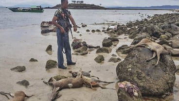 Polisi Tangkap Pemburu di Taman Nasional Komodo