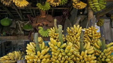 Pisang Ambon Curup Diklaim Terbaik Se-Indonesia