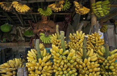 Pisang Ambon Curup Diklaim Terbaik Se-Indonesia