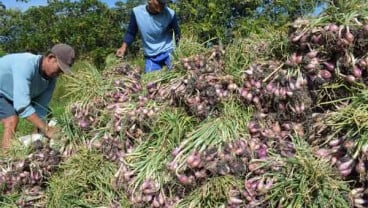 Harga Cabai Rawit & Bawang Merah di Ambon Naik