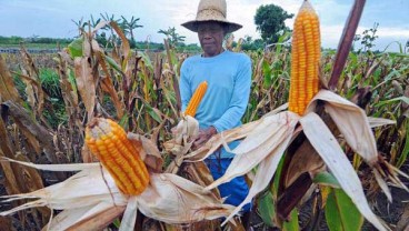 Kendalikan Harga Jagung, Pemerintah Tambah Impor 30.000 Ton