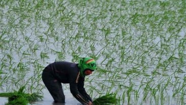 Nilai Tukar Petani di Lampung Naik 0,26%