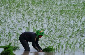 Nilai Tukar Petani di Lampung Naik 0,26%