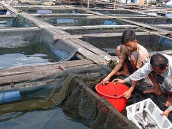 Perusda Konawe Selatan Pasok Bibit Kerapu ke Nelayan Kolono Timor