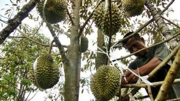 Musim Durian Tiba, Pendapatan Petani Lebak pun Terangkat. Satu Pohon Diborong Rp2 juta