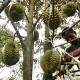 Musim Durian Tiba, Pendapatan Petani Lebak pun Terangkat. Satu Pohon Diborong Rp2 juta