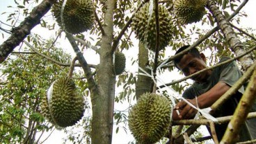 Lebak, Banten, Mulai Panen Durian