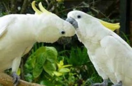 Enam Ekor Burung Langka Dievakuasi ke BBKSDA Jatim 