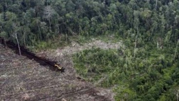 Restorasi Gambut di Riau Diklaim Telah Menjangkau 77.000 Hektare