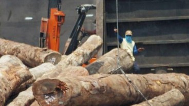 KLHK Amankan 57 Kontainer Kayu Ilegal dari Papua