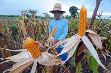 Kendal Surplus Produksi Jagung Akibat Kesesuaian Musim 