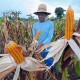 Kendal Surplus Produksi Jagung Akibat Kesesuaian Musim 