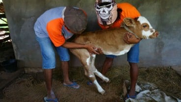 Anak Sapi ini hanya Berkaki Dua, Butuh Penanganan Medis