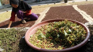 Harga Cengkih di Ambon Turun Rp2.000 per Kilogram