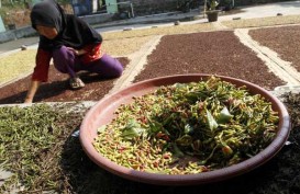 Harga Cengkih di Ambon Turun Rp2.000 per Kilogram