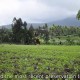 Antihama dari Limbah Cangkang Kepiting-Udang Ini Juga Bisa untuk Pangawet Alami Sayuran dan Buah