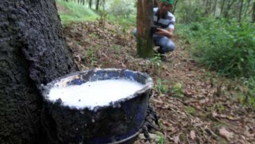 Dihantui Penurunan Permintaan, Harga Karet justru Ditutup Menguat