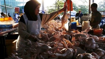 Harga Ayam Potong & Cabai Merah Keriting di Jambi Menurun