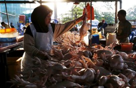 Harga Ayam Potong & Cabai Merah Keriting di Jambi Menurun