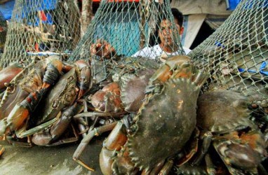Maluku Ekspor Langsung Kepiting ke Malaysia & Singapura