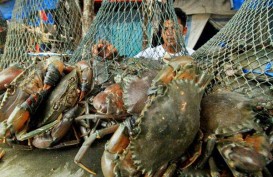 Maluku Ekspor Langsung Kepiting ke Malaysia & Singapura