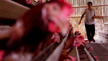 Tahun Ini, Kementan Siap Distribusikan Bantuan 20 Juta Ayam & Itik