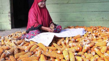 Produksi Jagung pada Awal Tahun Diprediksi 10 Juta Ton 