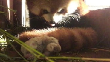 Panda Merah Lahir di Taman Safari, Siti Nurbaya Ikut Bahagia