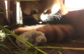 Panda Merah Lahir di Taman Safari, Siti Nurbaya Ikut Bahagia