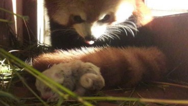 Xing Xing-Bai Bai, Pasangan Panda Merah Taman Safari Lahirkan Seekor Anak