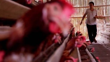 Kasus Ayam Mati di Sinjai Bukan Ayam Bantuan Pemerintah