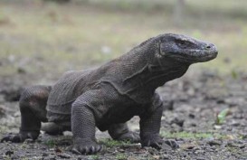 Taman Komodo Ditutup Setahun, LIPI: Harus Ada Rumah Penetasan, Jangan di Alam terbuka