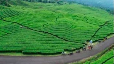 Sumsel Ingin Buat Taman Safari di Pagaralam