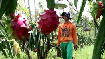 Buah Naga Banyuwangi Dapat Kontrak Pembelian 150 Ton dari Jakarta